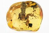 Detailed Fossil Long-Legged Fly (Dolichopodidae) in Baltic Amber #330714-1